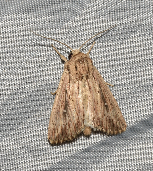 Leucania (Leucania) putrescens - Noctuidae