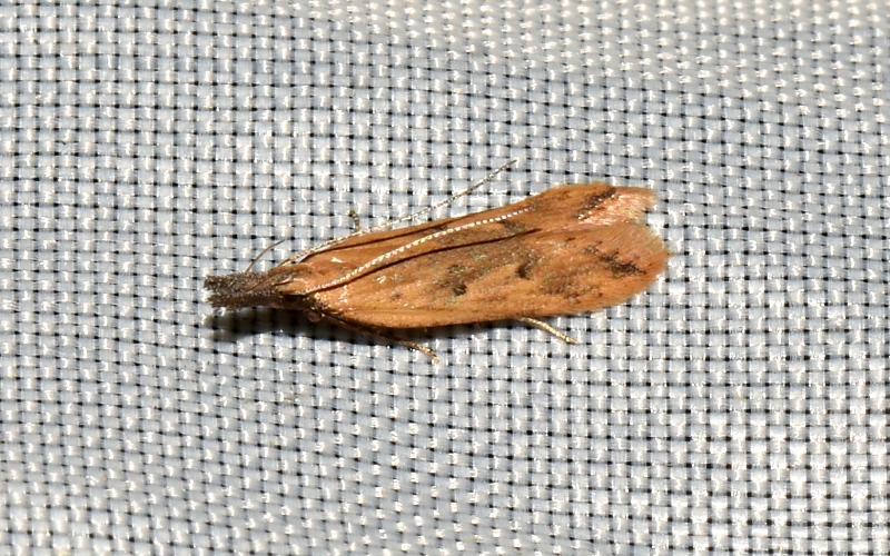 Crambidae da Id. No, Gelechiidae: Dichomeris acuminatus