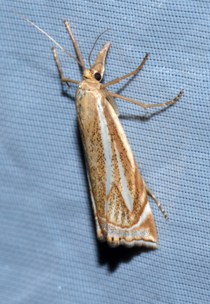 Quale Crambus ? Crambus lathoniellus