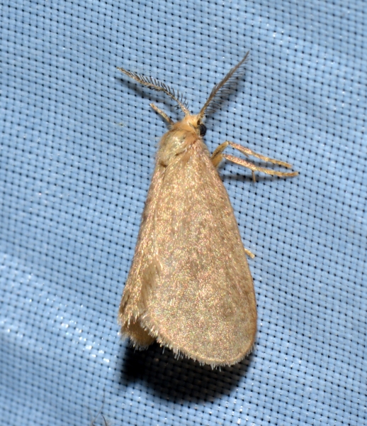 Psychidae?