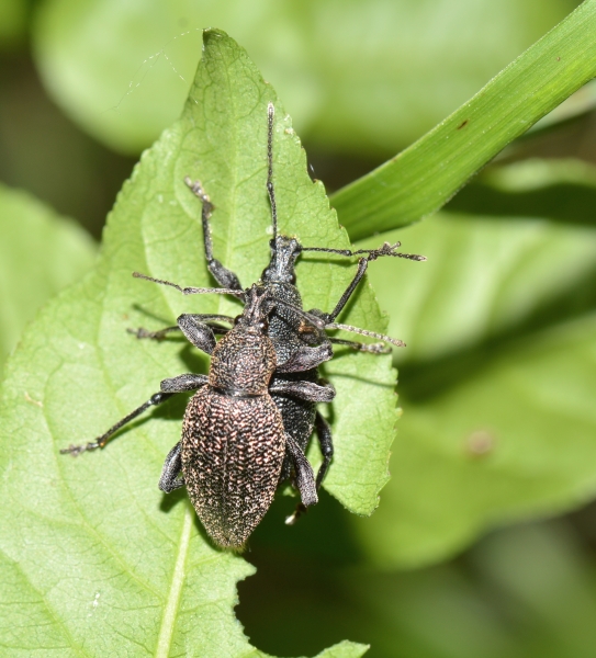 Curculionidae da Id.