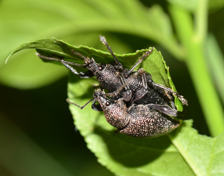 Curculionidae da Id.