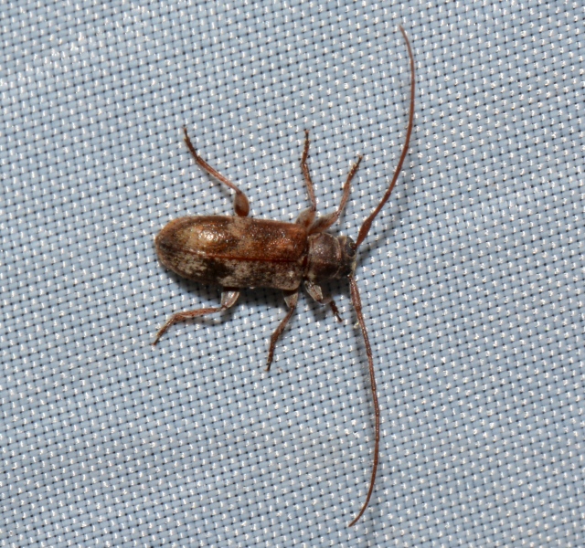 Cerambycidae: Exocentrus lusitanus, maschio