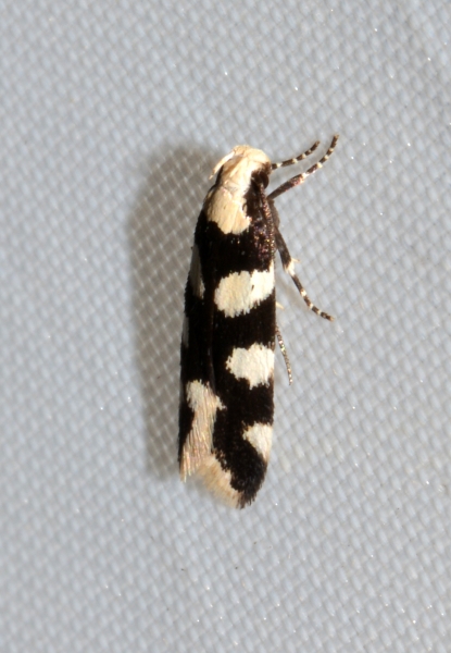 Pseudotelphusa tessella - Gelechiidae
