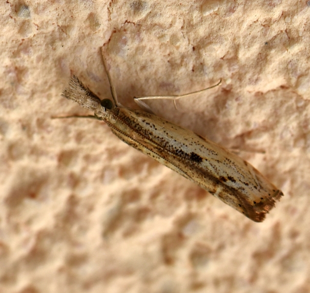 Crambidae da Id.