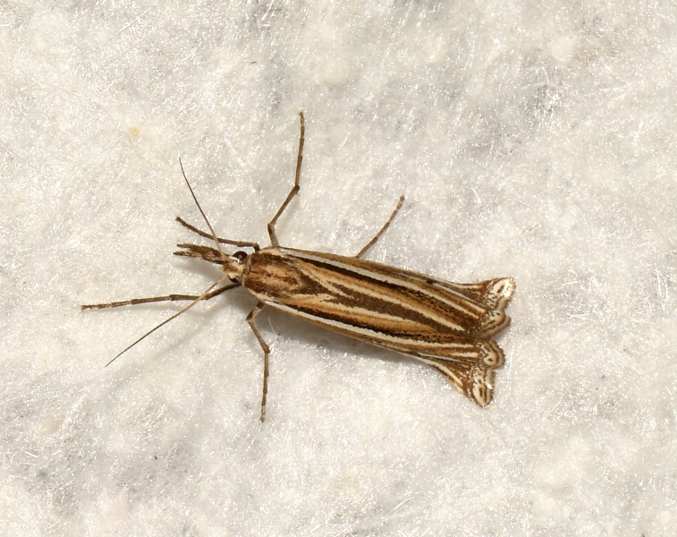 Crambidae 2 da Id.