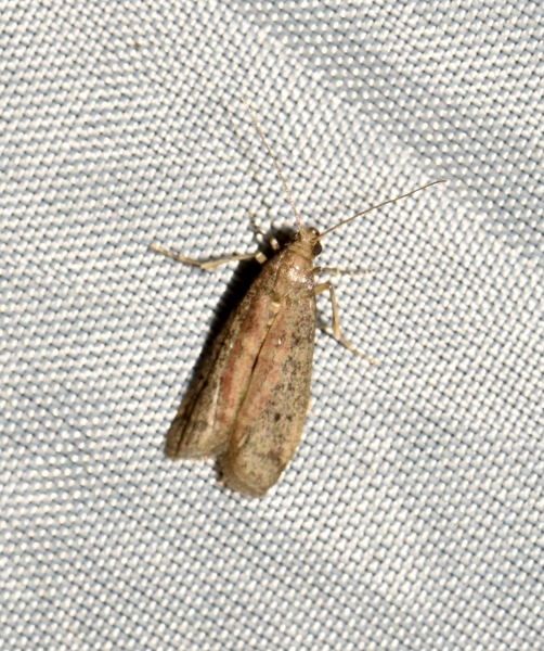 Falena sconosciuta: Ephestia woodiella (Pyralidae)
