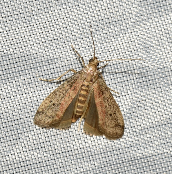Falena sconosciuta: Ephestia woodiella (Pyralidae)