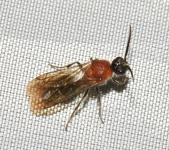Maschio di Mutillidae.