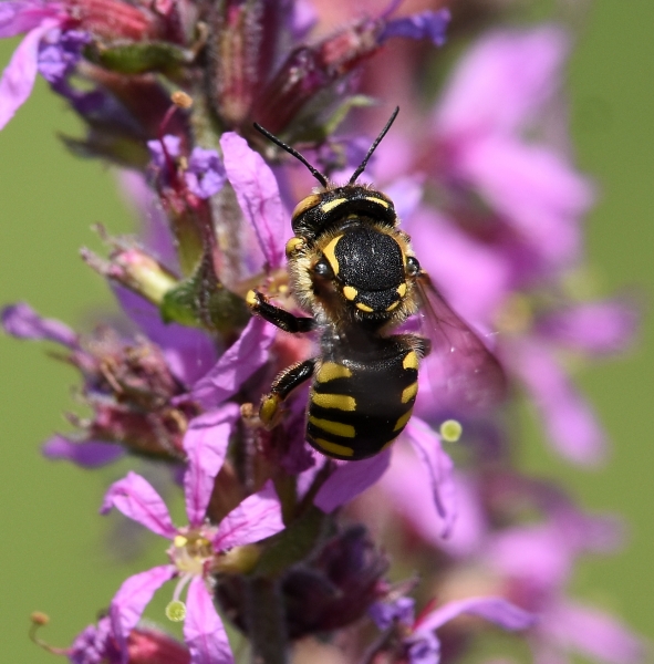 Anthidiellum sp. (Apidae Megachilinae)