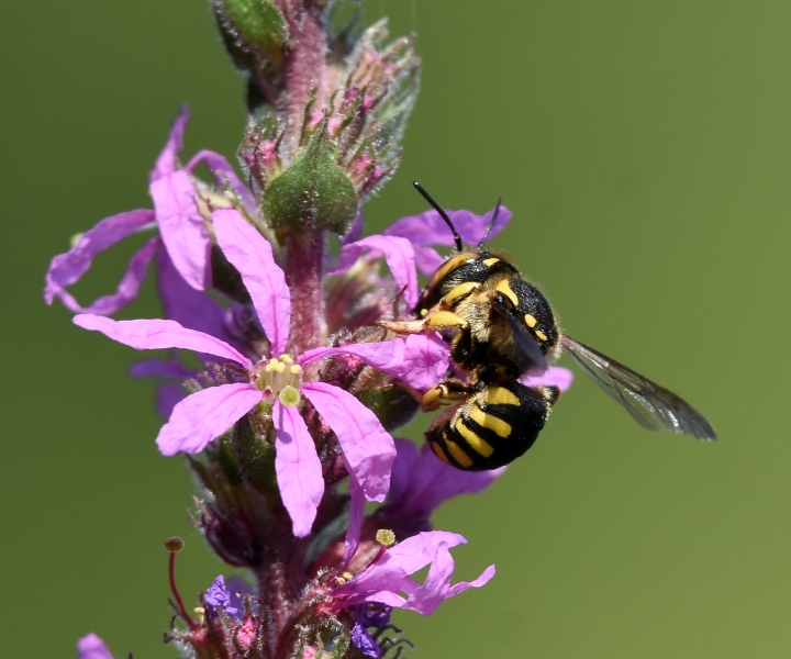 Anthidiellum sp. (Apidae Megachilinae)