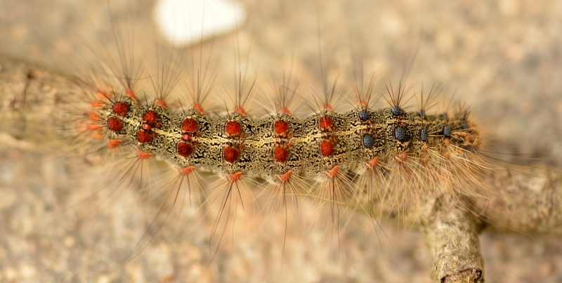 Bruco di...Lymantria dispar (Erebidae Lymantriinae)