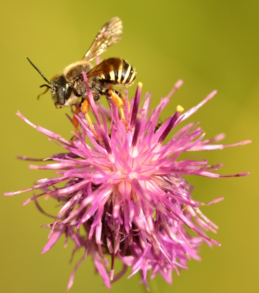 Anthidiellum cfr. strigatum (Apidae Megachilinae)