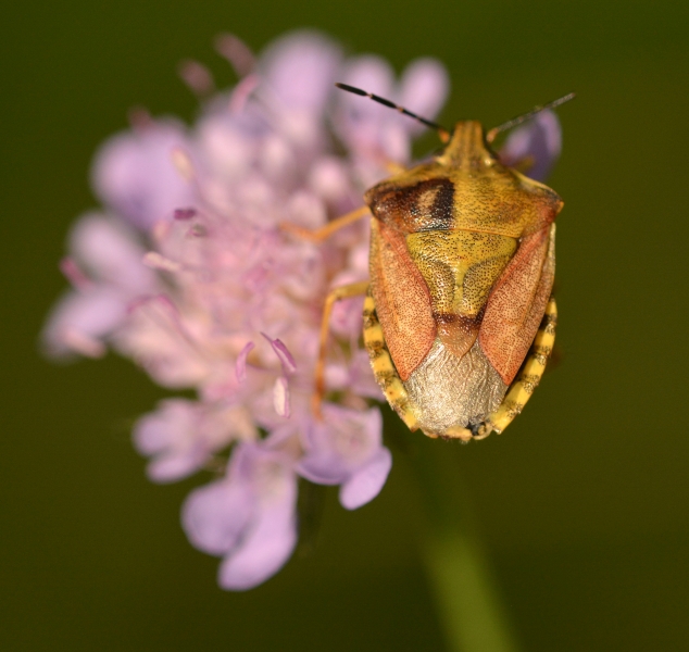 Carpocoris purpureipennis?