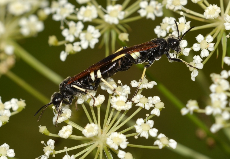 coppia di imenotteri da Id.: Cephaledo bifasciata