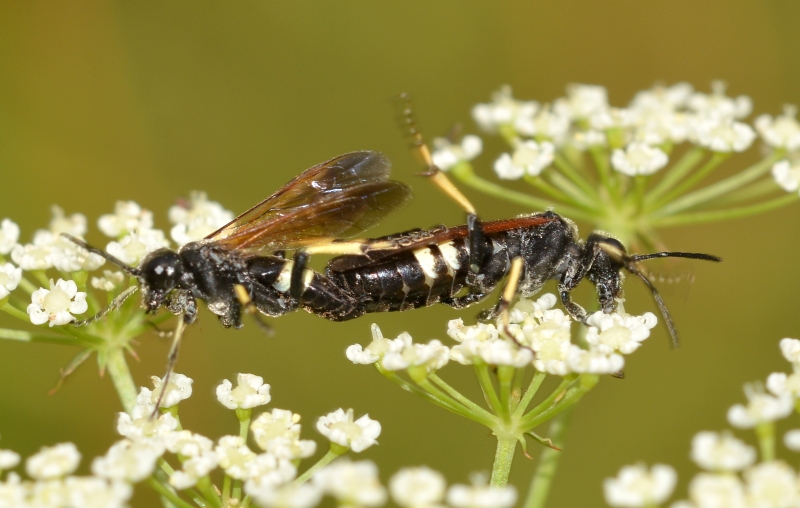 coppia di imenotteri da Id.: Cephaledo bifasciata