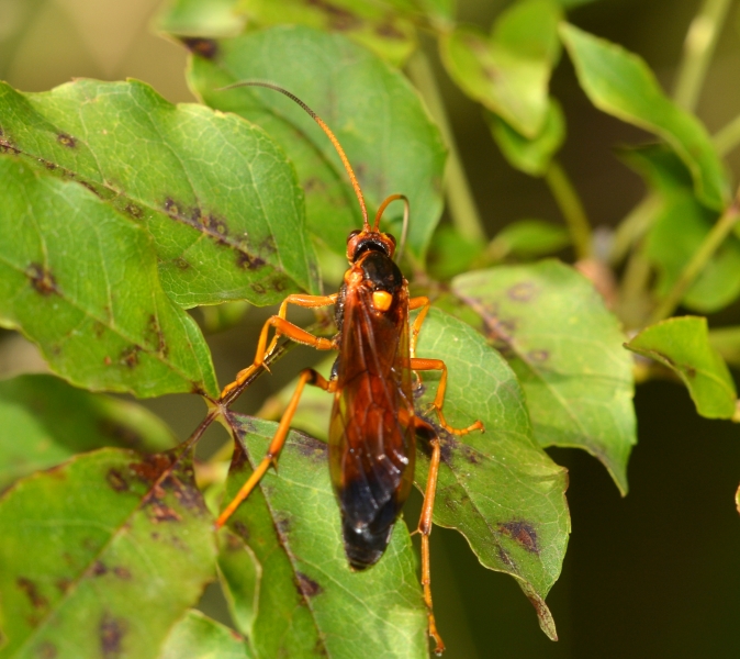 Ichneumonidae: Callajoppa cirrogaster