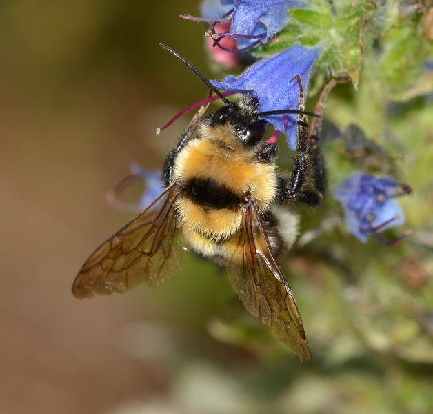 Bombo da Id.. cfr. maschio di Bombus (Megabombus) sp.