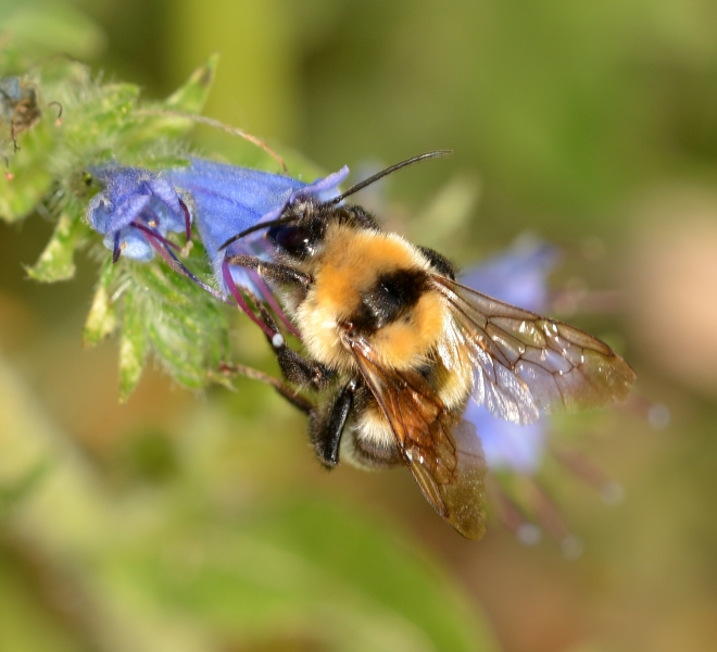 Bombo da Id.. cfr. maschio di Bombus (Megabombus) sp.