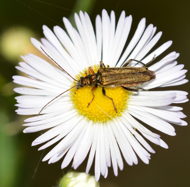 Oedemeridae: femmina di Oedemera flavipes