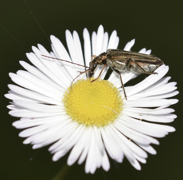 Oedemeridae: femmina di Oedemera flavipes