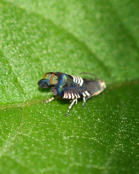 Grapholita compositella - Tortricidae