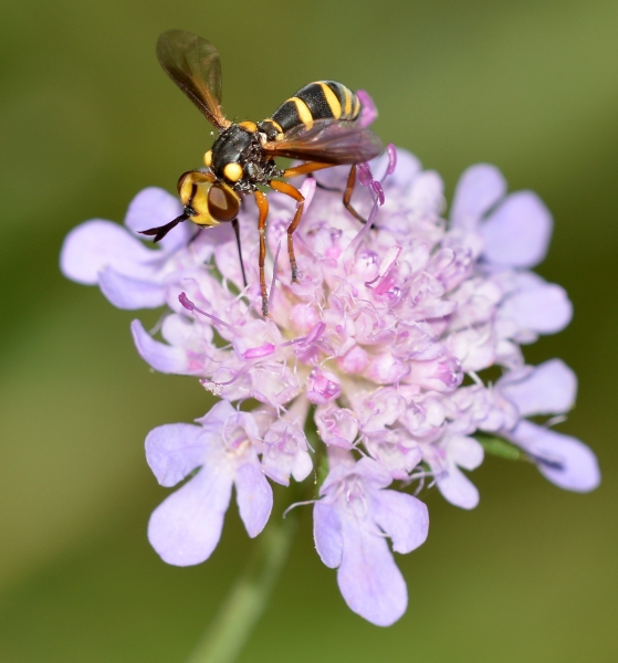 Conopidae: Conops sp.