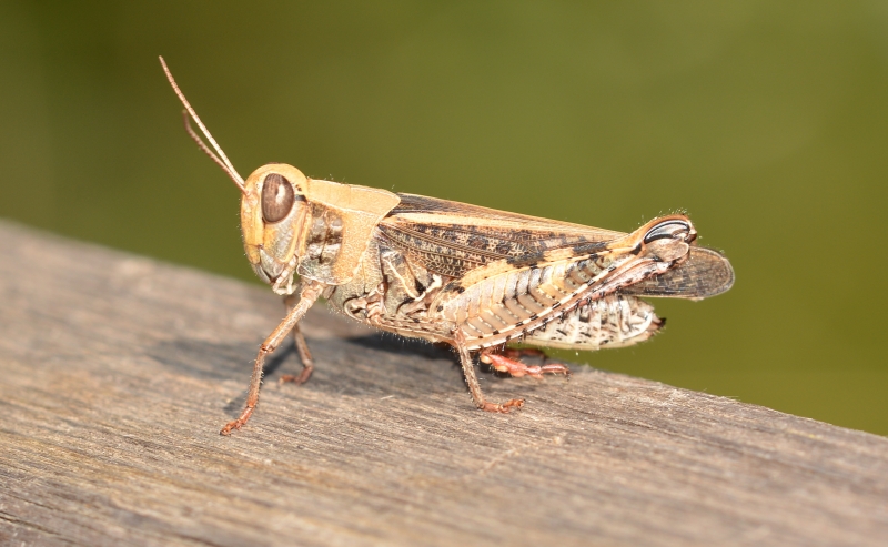 Stenobothrus lineatus? No, Calliptamus sp., femmina