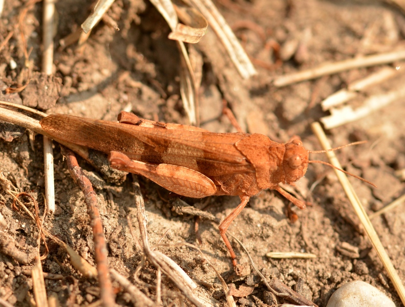 Oedipoda caerulescens f. marginata ?