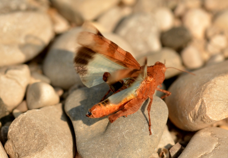 Oedipoda caerulescens f. marginata ?