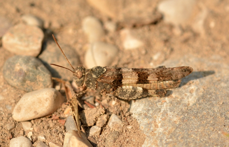 Oedipoda caerulescens caerulescens?  S