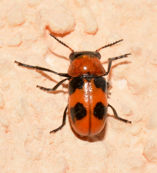 Coptocephala scopolina?   Coptocephala cfr. scopolina