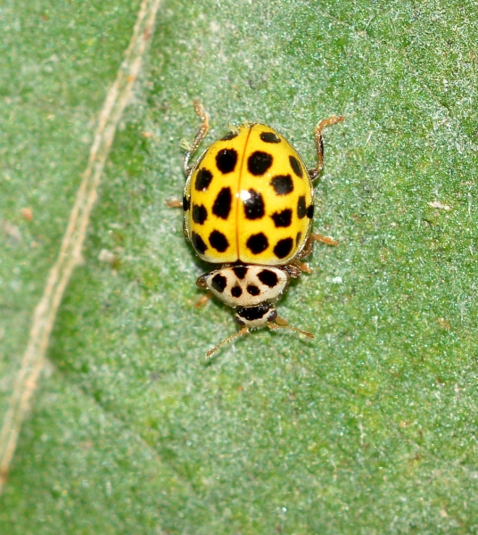 Coccinellidae: Psyllobora vigintiduopunctata? S.