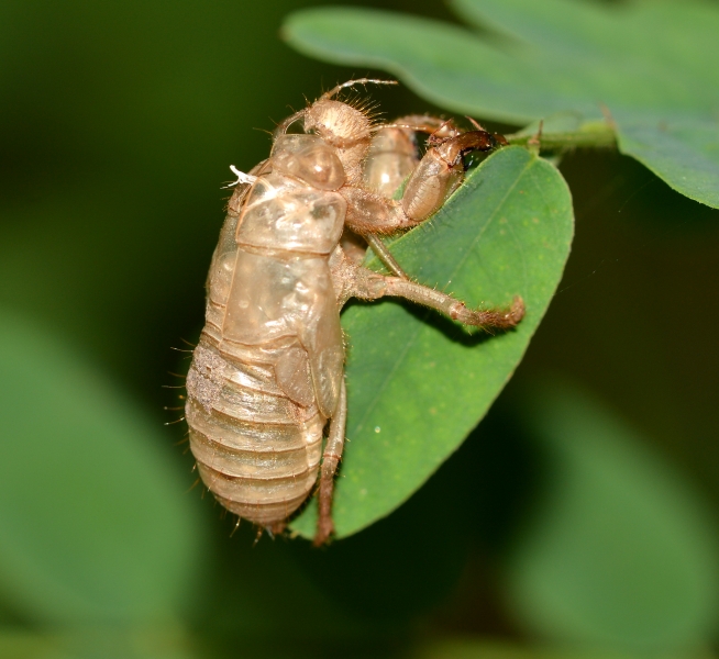 Esuvia di Cicada orni