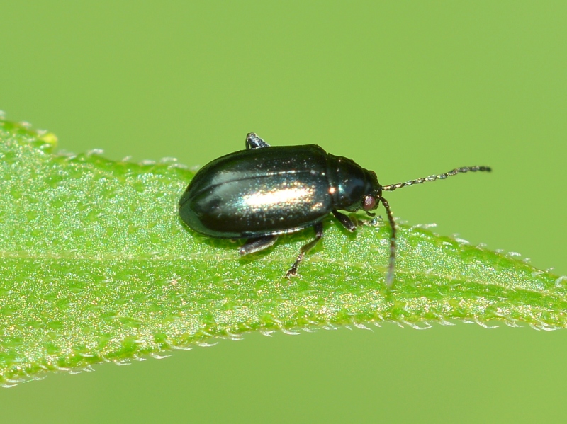 Chrysomelidae: Altica sp.