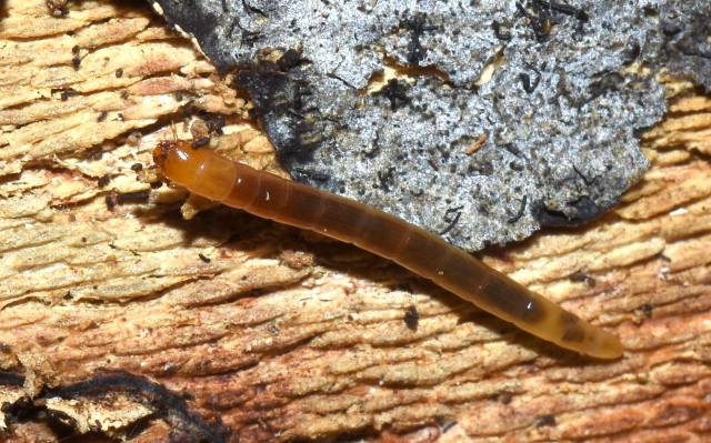 Altra larva da id