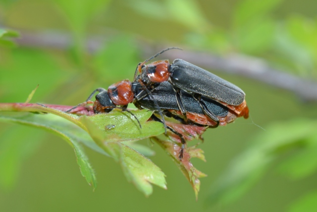 Cantharidae: Cantharis fusca