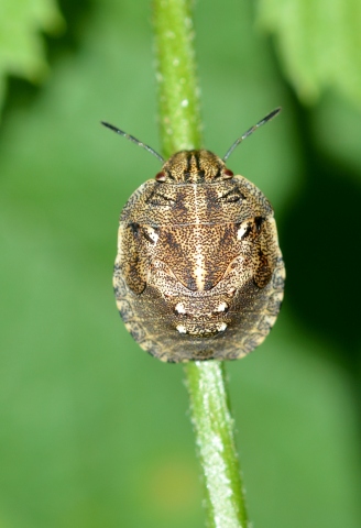 Neanidae da Id.