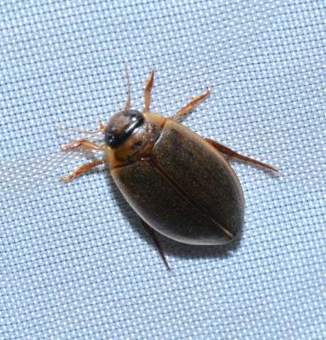 Dytiscidae? S, Ranthus suturalis