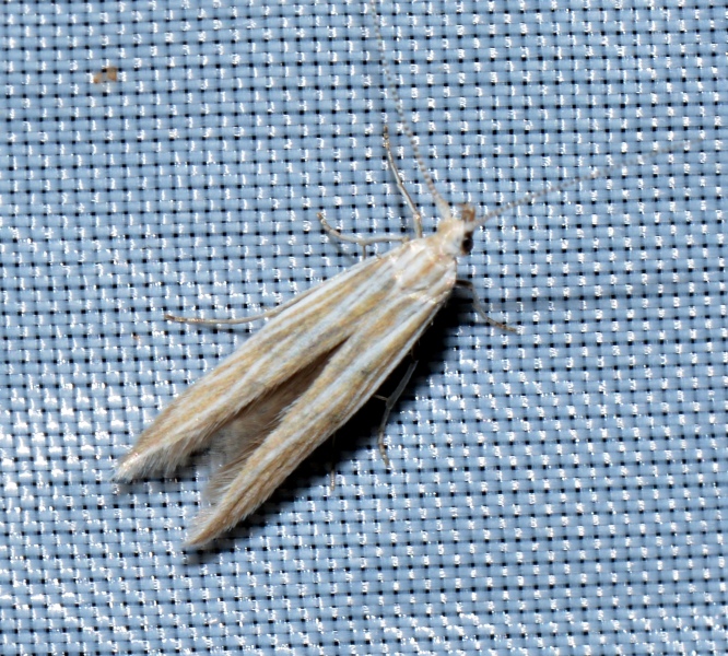 Coleophora lineolea?   Coleophora sp.