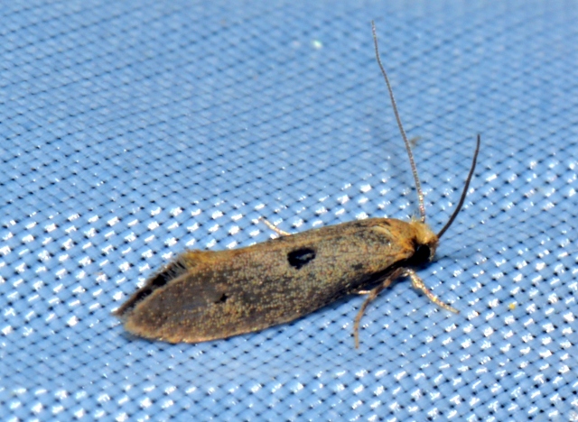 Tinea trinotella (Tineidae)