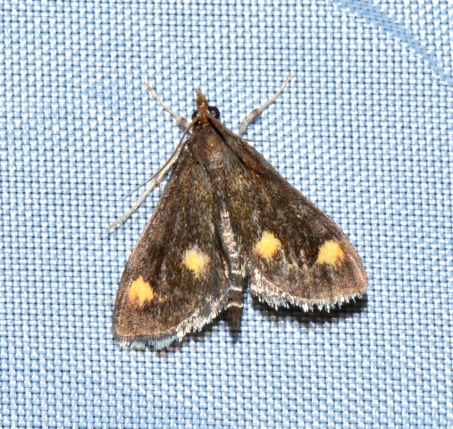 Ostrinia quadripunctalis? S