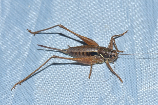 Tettigonidae: Pachytrachis gracilis