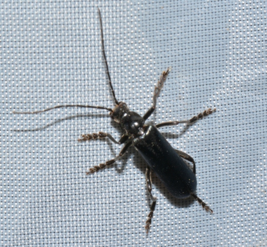 Cerambycidae? no, Cantharidae:   Cantharis tristis