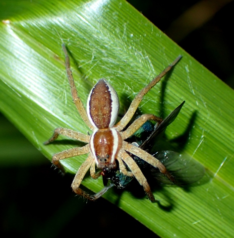 Dolomedes sp.