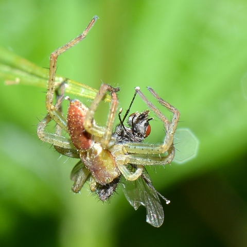 Ragno con preda: Dolomedes sp., giovane