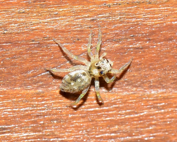 Salticidae: cfr. Salticus sp.