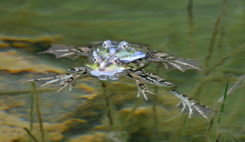 Rane  Bosniache - Pelophylax sp.