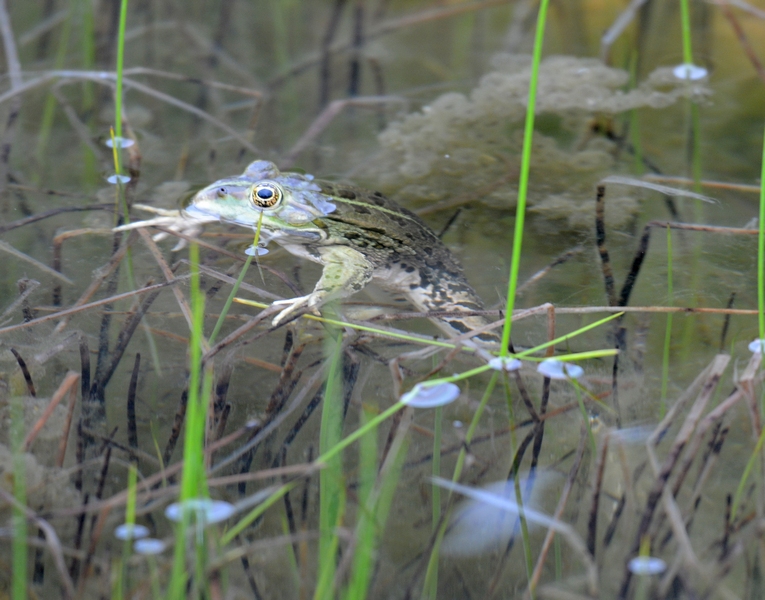 Rane  Bosniache - Pelophylax sp.