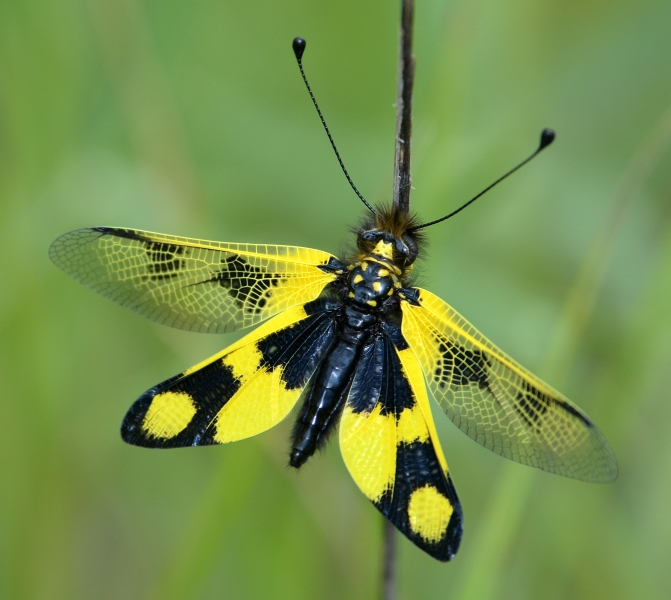 Libelloides macaronius  - Zitnic (Croazia)